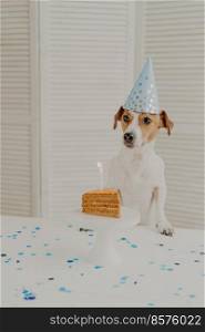 Birthday dog in cone hat, poses near birthday homemade cake with candle, being on animal party, looks somewhere aside, poses near table in cozy kitchen, has festive mood. Birthday pet indoor