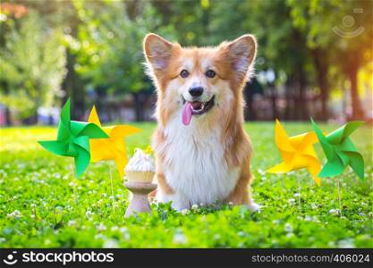birthday off beautiful corgi fluffy on green lawn and colorful party flags on the background