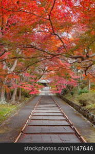 Bishamondo Temple with red maple leaves or fall foliage in autumn season. Colorful trees, Kyoto, Japan. Nature landscape background.