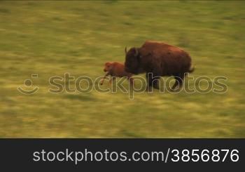 Bison Grazing on Spring Grass Ranchland with Nursing Calves. Nice HD shots of buffalo grazing on lush spring field grasses and new calves nursing. Great for themes of domesticated animals, ranching, food production, nature, American culture, seasonal, ani