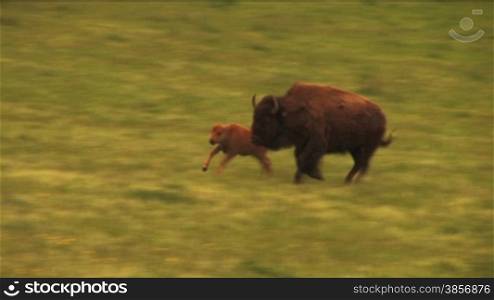 Bison Grazing on Spring Grass Ranchland with Nursing Calves. Nice HD shots of buffalo grazing on lush spring field grasses and new calves nursing. Great for themes of domesticated animals, ranching, food production, nature, American culture, seasonal, ani