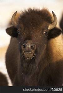 Bison portrait, up close and very personal
