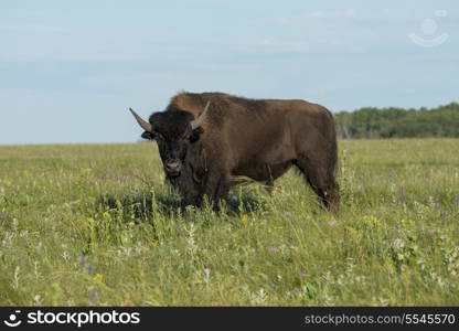 Bison standing in a field, Lake Audy Campground, Riding Mountain National Park, Manitoba, Canada