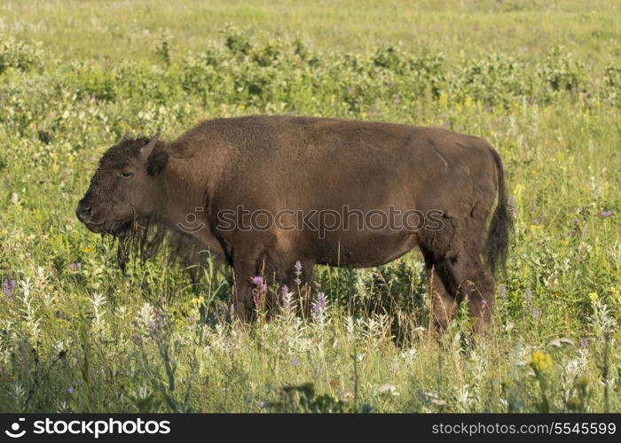Bison standing in a field, Lake Audy Campground, Riding Mountain National Park, Manitoba, Canada