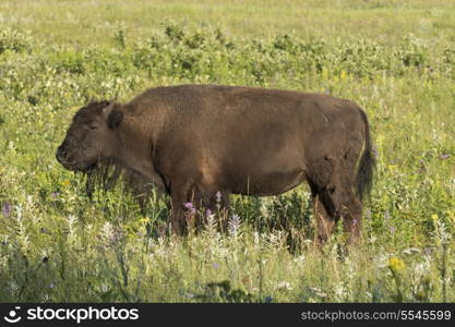 Bison standing in a field, Lake Audy Campground, Riding Mountain National Park, Manitoba, Canada