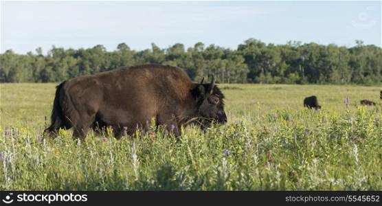 Bison walking in a field, Lake Audy Campground, Riding Mountain National Park, Manitoba, Canada