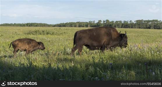 Bison walking in a field with its young, Lake Audy Campground, Riding Mountain National Park, Manitoba, Canada