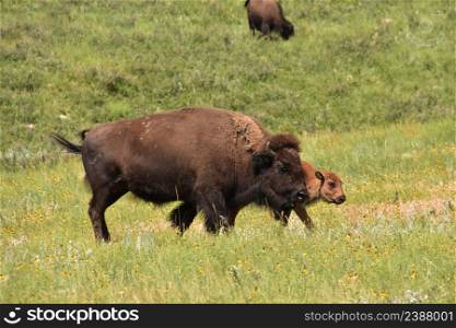Bison with a young calf roaming in a grass field in North Dakota.