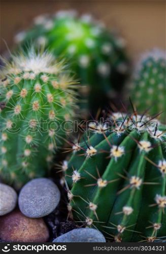 bit spiky with sticking spikes round home cactus close up. prickly house cactus