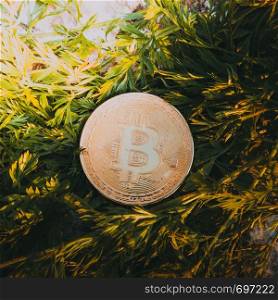 Bitcoin onbackground of green grass. Investment in cryptoavlutu, income growth and mining