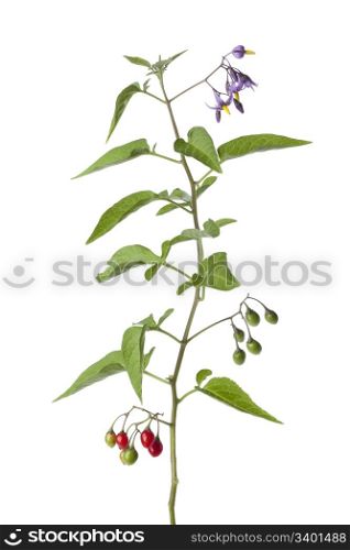 Bittersweet plant with flowers and berries on white background