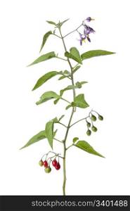 Bittersweet plant with flowers and berries on white background
