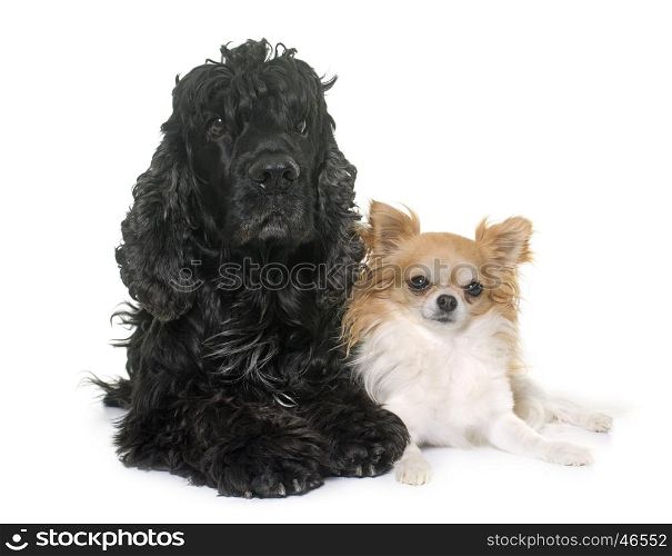 black american cocker and chihuahua in front of white background