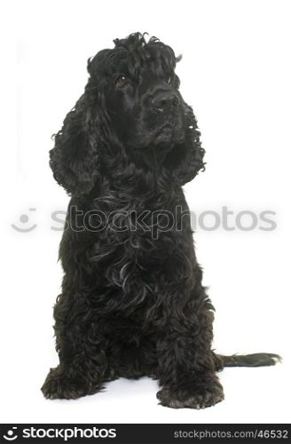 black american cocker in front of white background