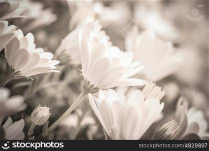 Black&amp;white photo of beautiful fresh gentle daisy flowers, soft focus, spring time season