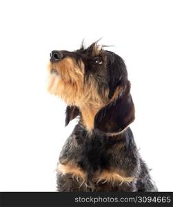 Black an brown dachshund isolated on a white background