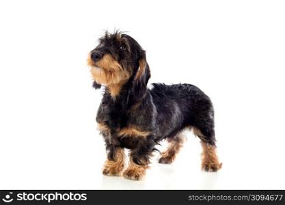 Black an brown dachshund isolated on a white background