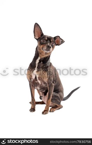 Black and Brown Chihuahua sitting on a white background