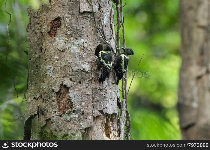 Black-and-buff woodpecker male and female on tree nature in hole
