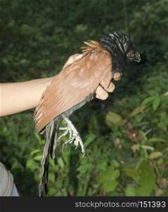 Black and Orange bird (Greater Coucal) in hand