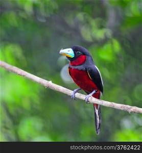 Black and red bird, Black-and-Red broadbill (Cymbirhynchus macrorhynchos) standing on a branch