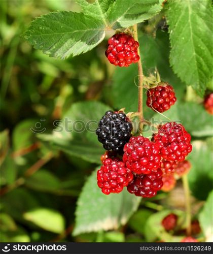 Black and red blackberries branch in natural garden