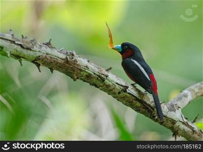 Black-and-Red broadbill  Cymbirhynchus macrorhynchos  on a branch