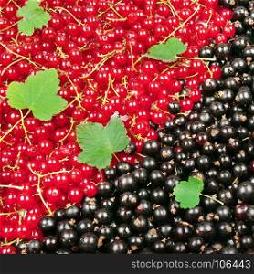 Black and red currant with green leaves. Berry background.