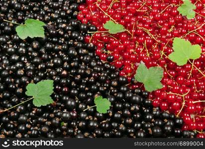 Black and red currant with green leaves. Fruit background.