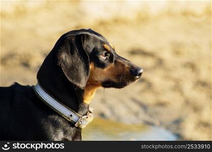 Black and red dachshund portrait against blurred nature background