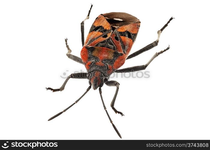 Black and Red Ground bug species Spilostethus pandurus in high definition with extreme focus and DOF (depth of field) isolated on white background. Black and Red Ground bug species Spilostethus pandurus