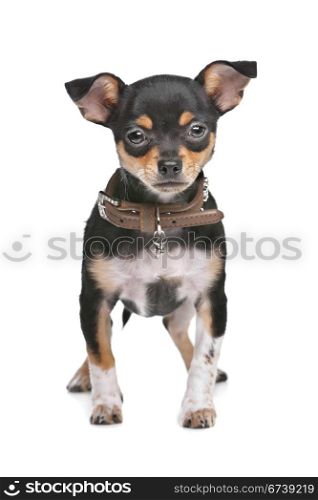 Black and Tan Chihuahua. Black and Tan Chihuahua in front of a white background