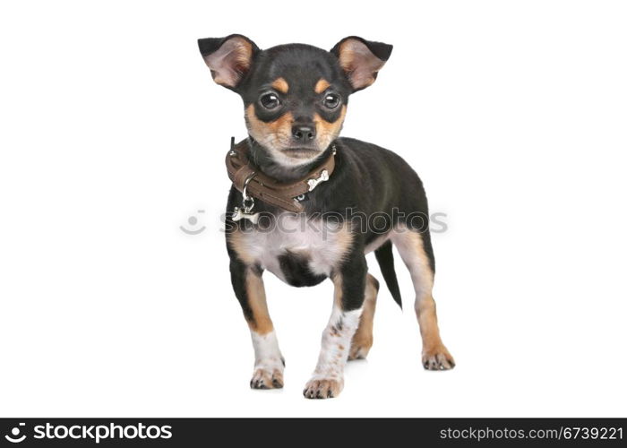 Black and Tan Chihuahua. Black and Tan Chihuahua in front of a white background