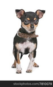 Black and Tan Chihuahua. Black and Tan Chihuahua in front of a white background