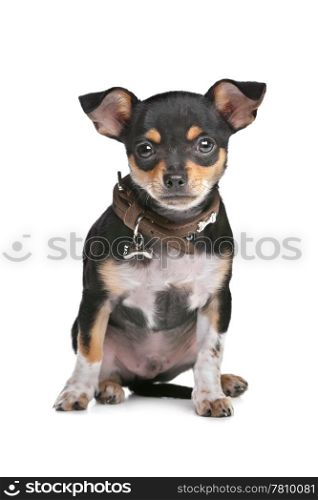 Black and Tan Chihuahua. Black and Tan Chihuahua in front of a white background