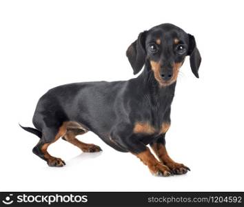 black and tan Dachshund in front of white background