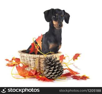 black and tan Dachshund in front of white background