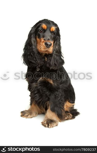 Black and Tan English Cocker Spaniel. English Cocker Spaniel in front of a white background