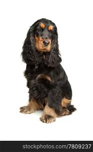 Black and Tan English Cocker Spaniel. English Cocker Spaniel in front of a white background