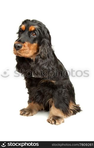 Black and Tan English Cocker Spaniel. English Cocker Spaniel in front of a white background