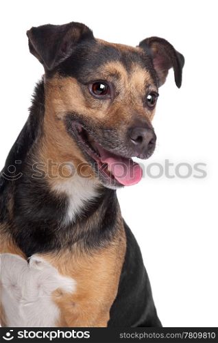 black and tan Jack Russel Terrier. black and tan Jack Russel Terrier in front of a white background