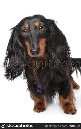 black and tan miniature dachshund. black and tan miniature dachshund in front of a white background