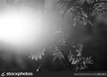 Black and white ashberry in direct sunlight background. Black and white ashberry in direct sunlight background hd