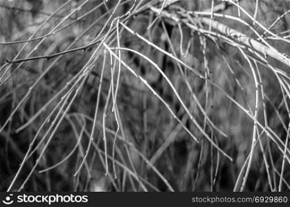 Black and white background of a leafless branch