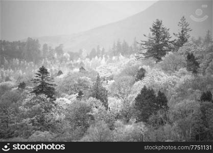 Black and white Beautiful Lake District landscape image of vibrant Autumn woodlands with mountain ranges in background
