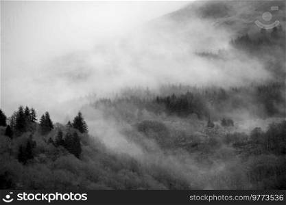 Black and white Beautiful misty Winter landscape drifting through trees on slopes of Ben Lomond in Scotland