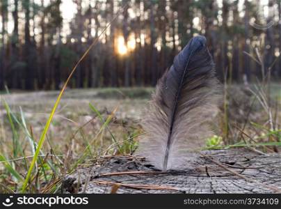 black and white bird feather