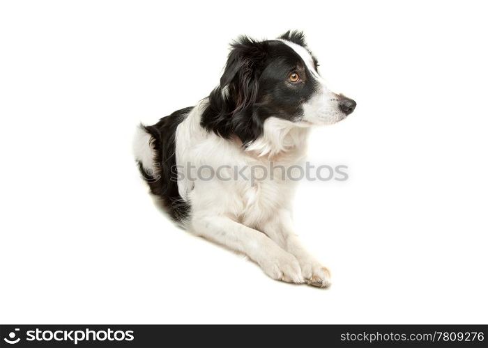black and white border collie. black and white border collie sheepdog on a white background