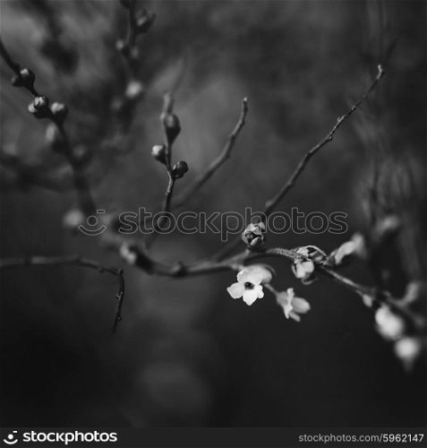 black and white branches with blossoms, shallow DOF