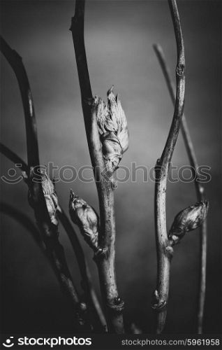 black and white branches with bud leaves, shallow DOF